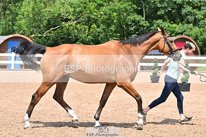 240718A-105319-01834 - Trot Up 1pm to 2pm