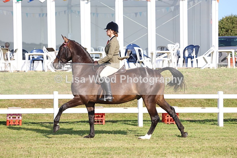 3E7A5564 - Class 2: Rising Star Large Hack/Riding Horse