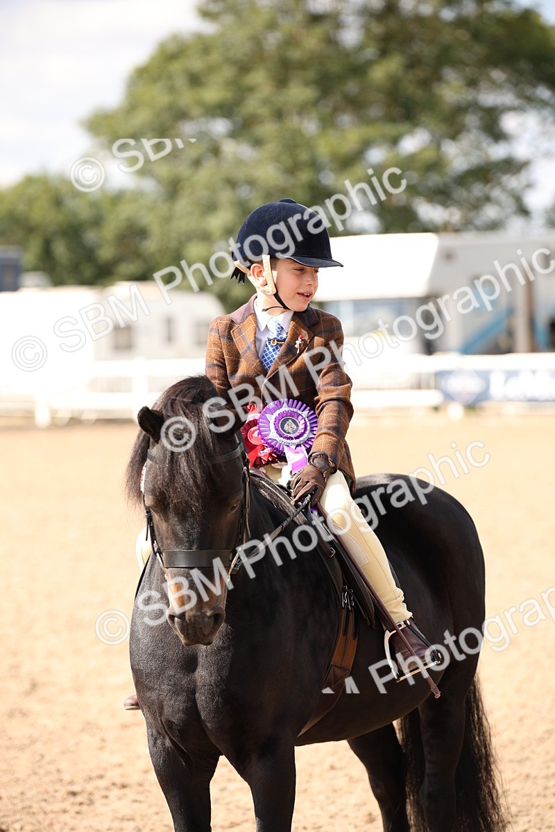 SBM_03444 - Class 18 Handsomest Gelding (IH or Ridden)