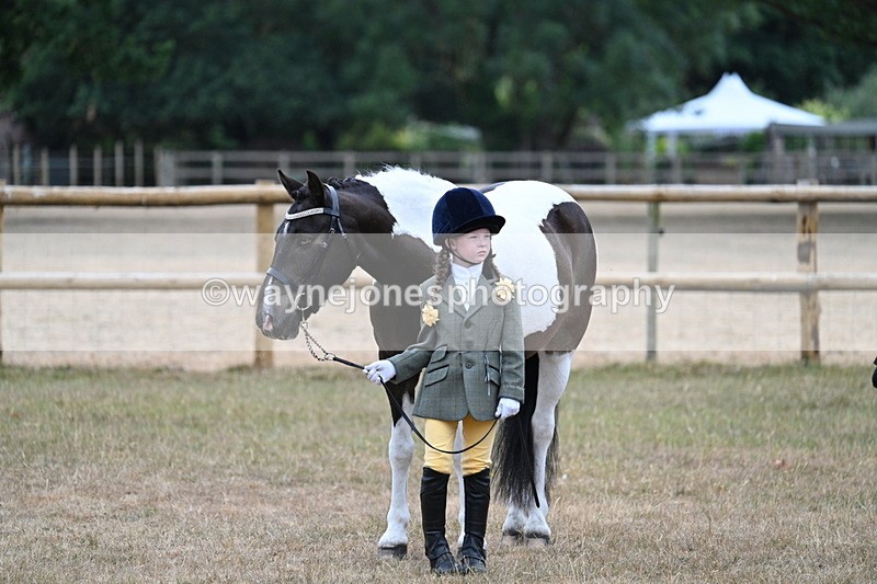 WJ7_9604 - Class 5 Most Handsome Gelding (up to 14.2hh)
