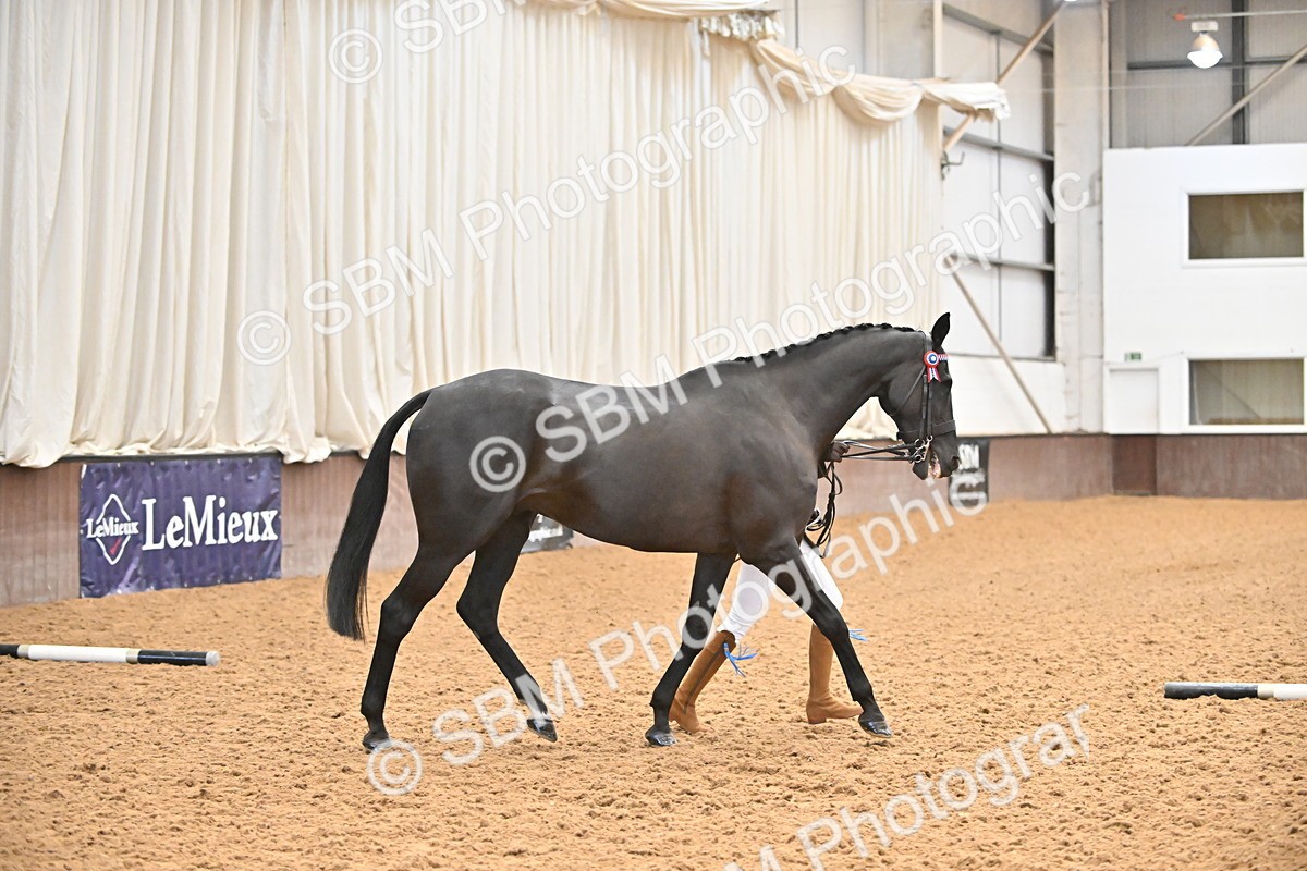 SBM_000222 - Class 7 - ROR Tattersalls In Hand