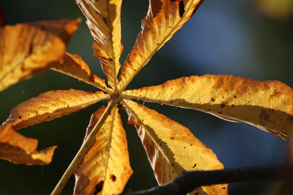 Autumn leafs _65 - Frenchay care home Collection v