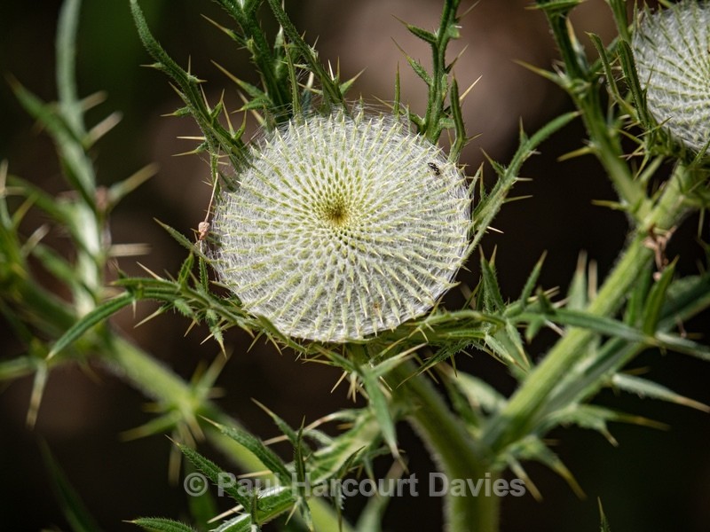 Lobelius' Thistle  (Cirsium lobelii)  - Gargano - Wild Flowers