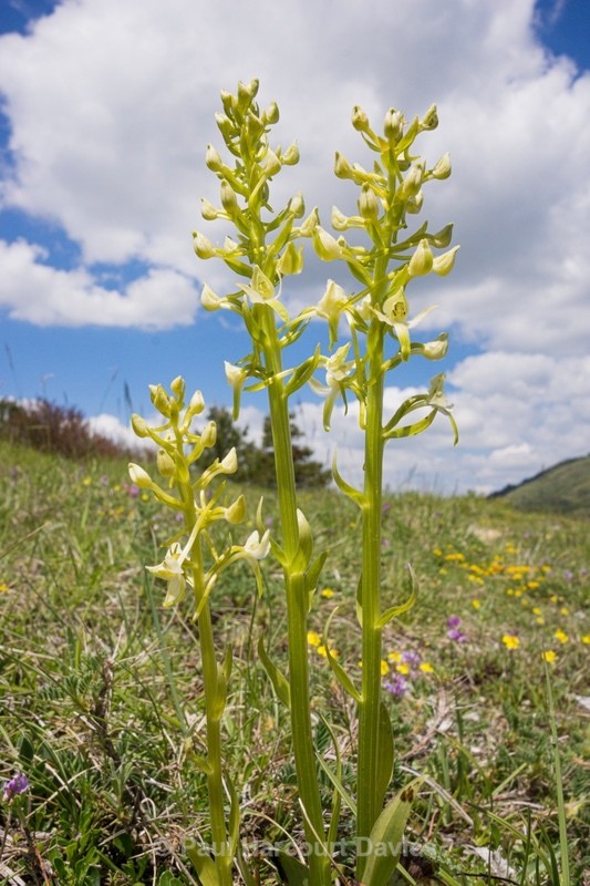 Lesser butterfly orchid (Platanthera bifolia) - Flowers in the Landscape - 1
