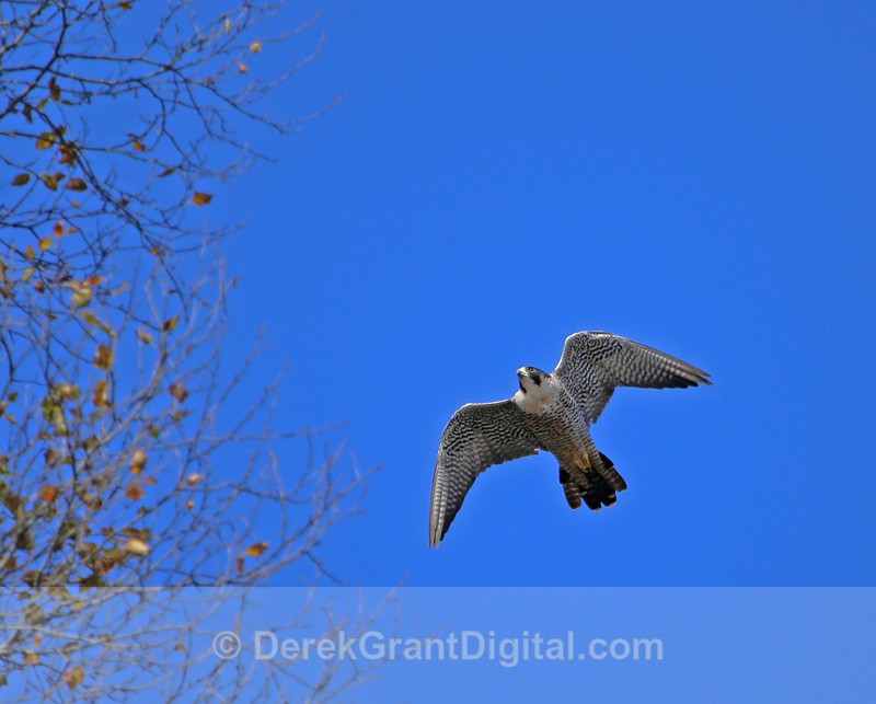 Peregrine Falcon - 2 - Birds of Atlantic Canada