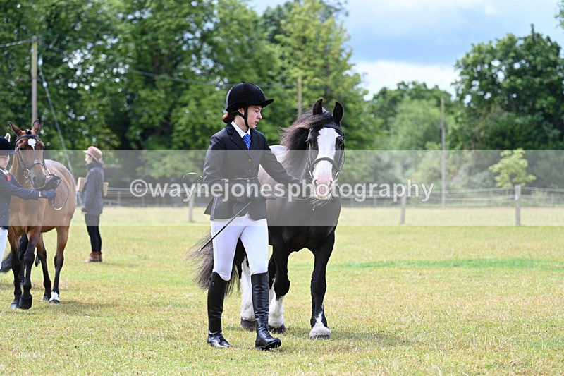 WJ7_6572 - Class 5 Handsome Gelding in hand