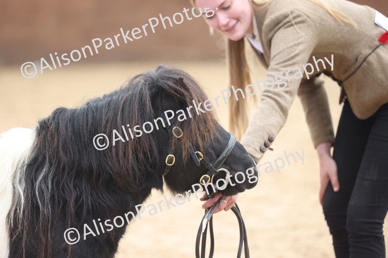 20251109-0281 - Class 12 - Stallions 4 Years and Over