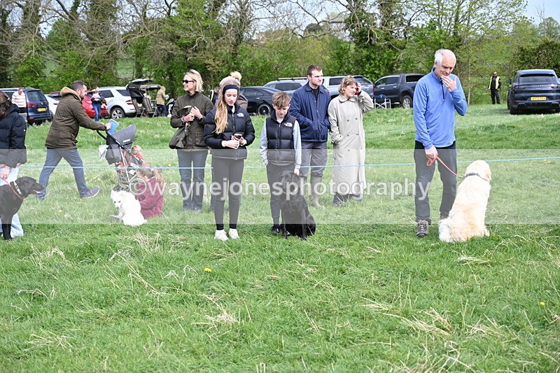 WJ6_8781 - Class 8 Best Working / Gun Dog or Bitch