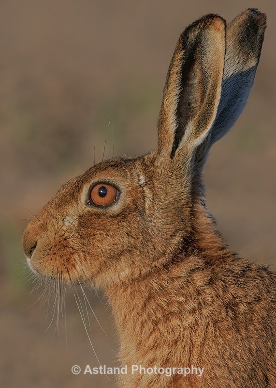 Brown Hare - Latest Images