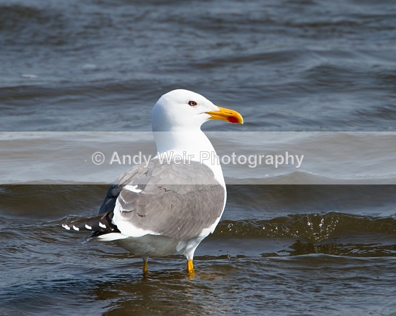 20110430-IMG_5186 - Gulls