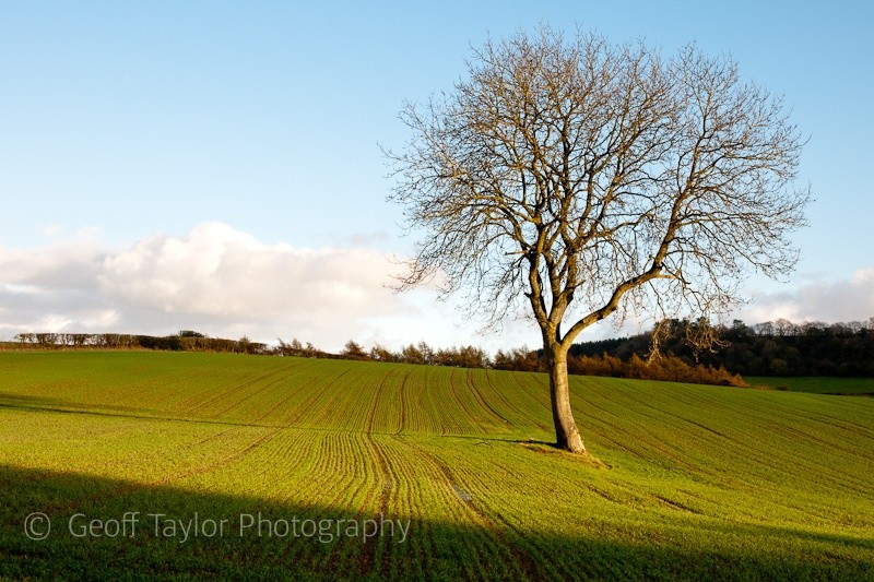 Tree and field above Middlehope - Wenlock Edge
