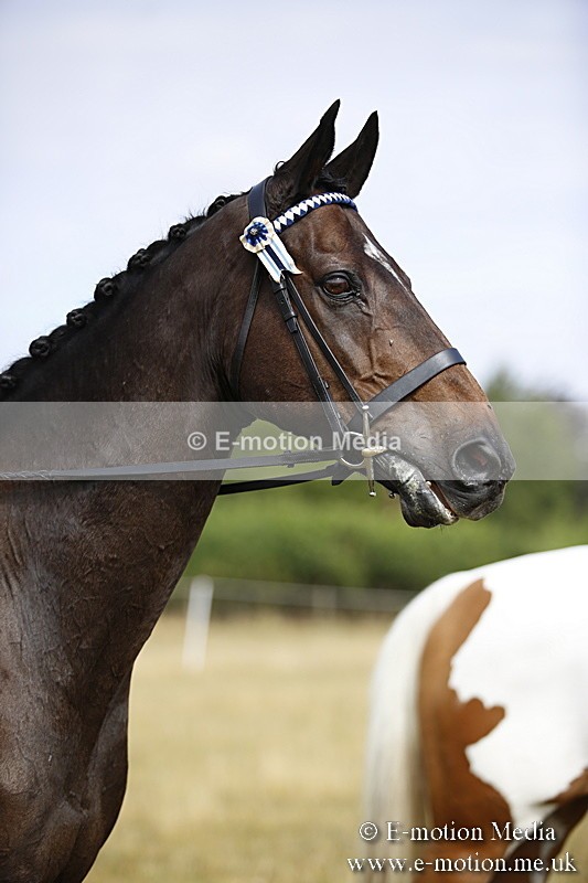 _C7A9300 - BVRC Show 2018 Ring 1