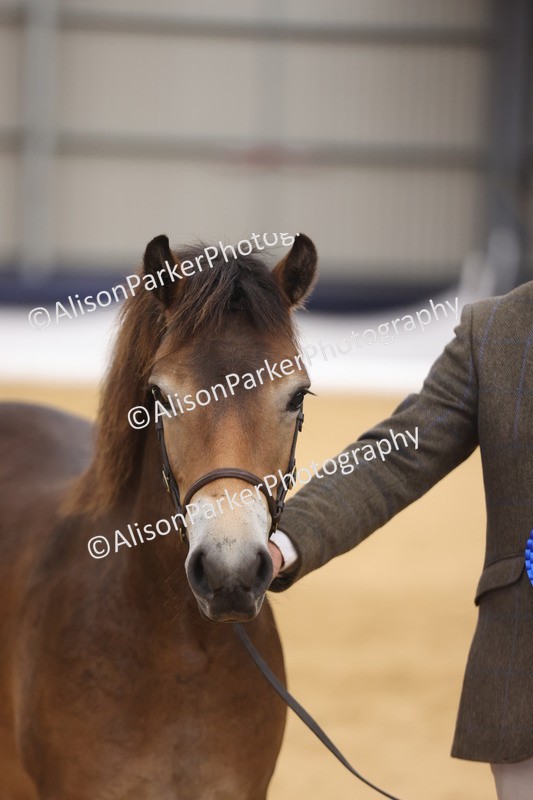 20260913-1302 - Class 113 - Yearling