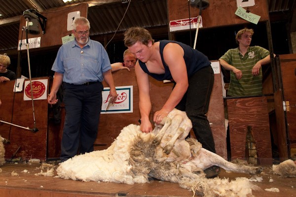 51 - Shearing Competition