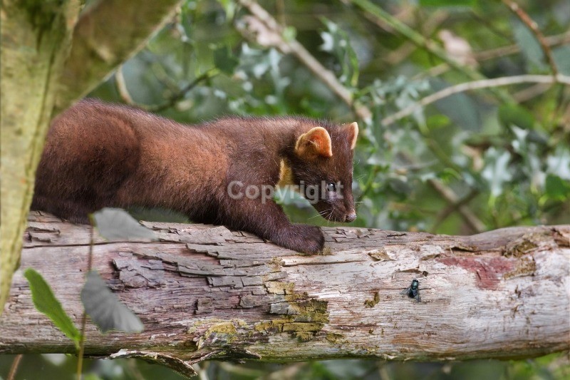 Pine Marten - Pine Marten