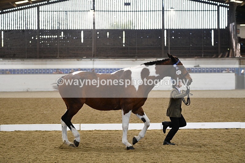 WJ5_3851 - Class 5 In Hand Veterans
