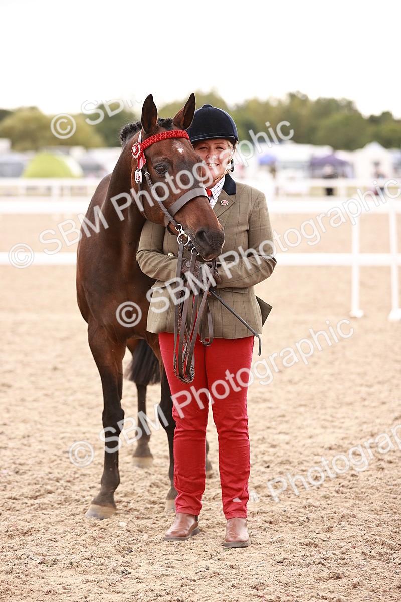 SBM_16215 - Class412 - Handsome Gelding (IH  or Ridden) Adult