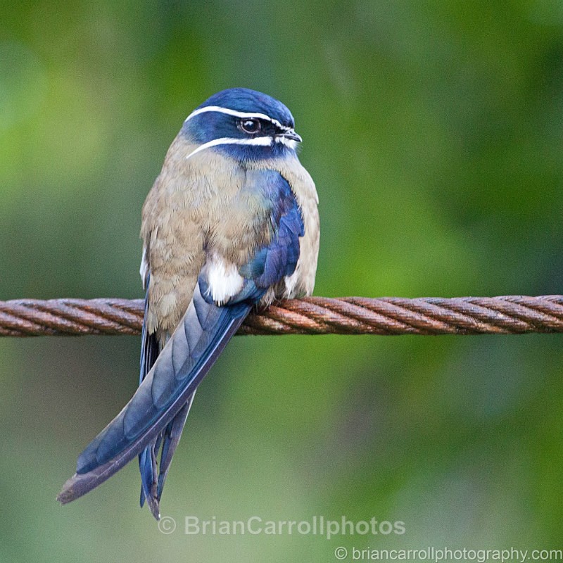 Whiskered Tree Swift - Wildlife