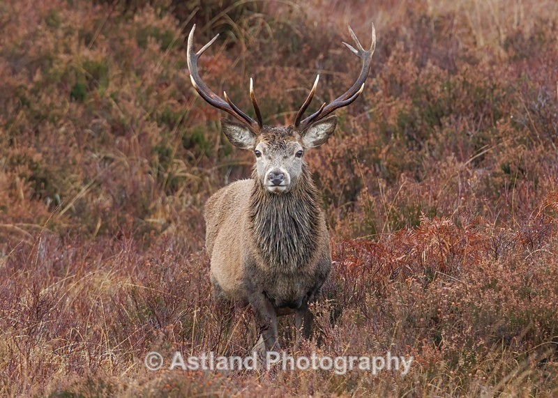 Red Deer - Latest Images