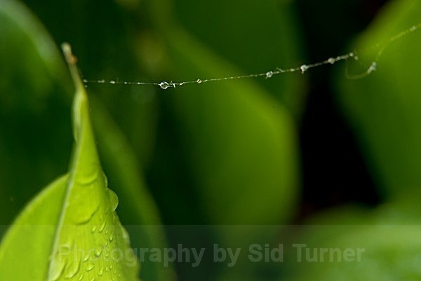  - Flowers and Plants