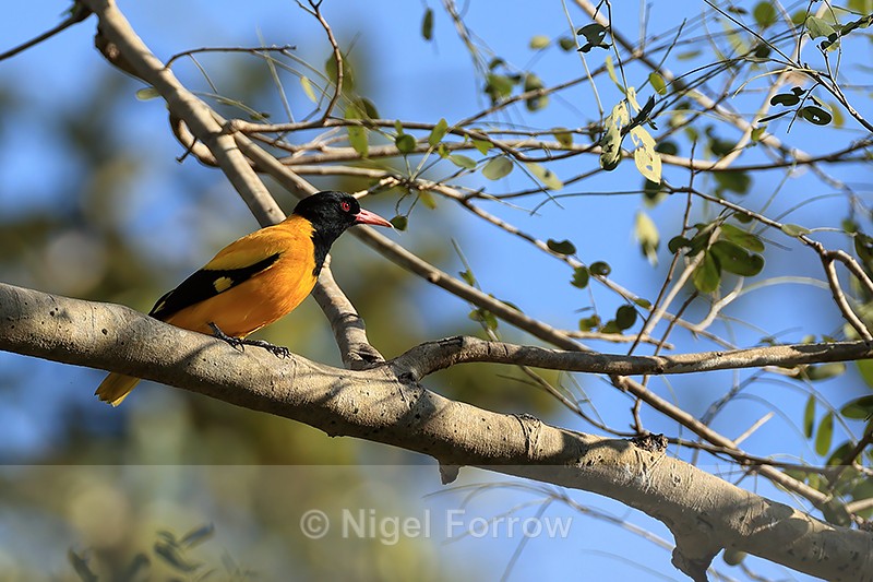 Black-hooded Oriole, Bandhavgarh Reserve, Madhya Pradesh, India - Black-hooded Oriole