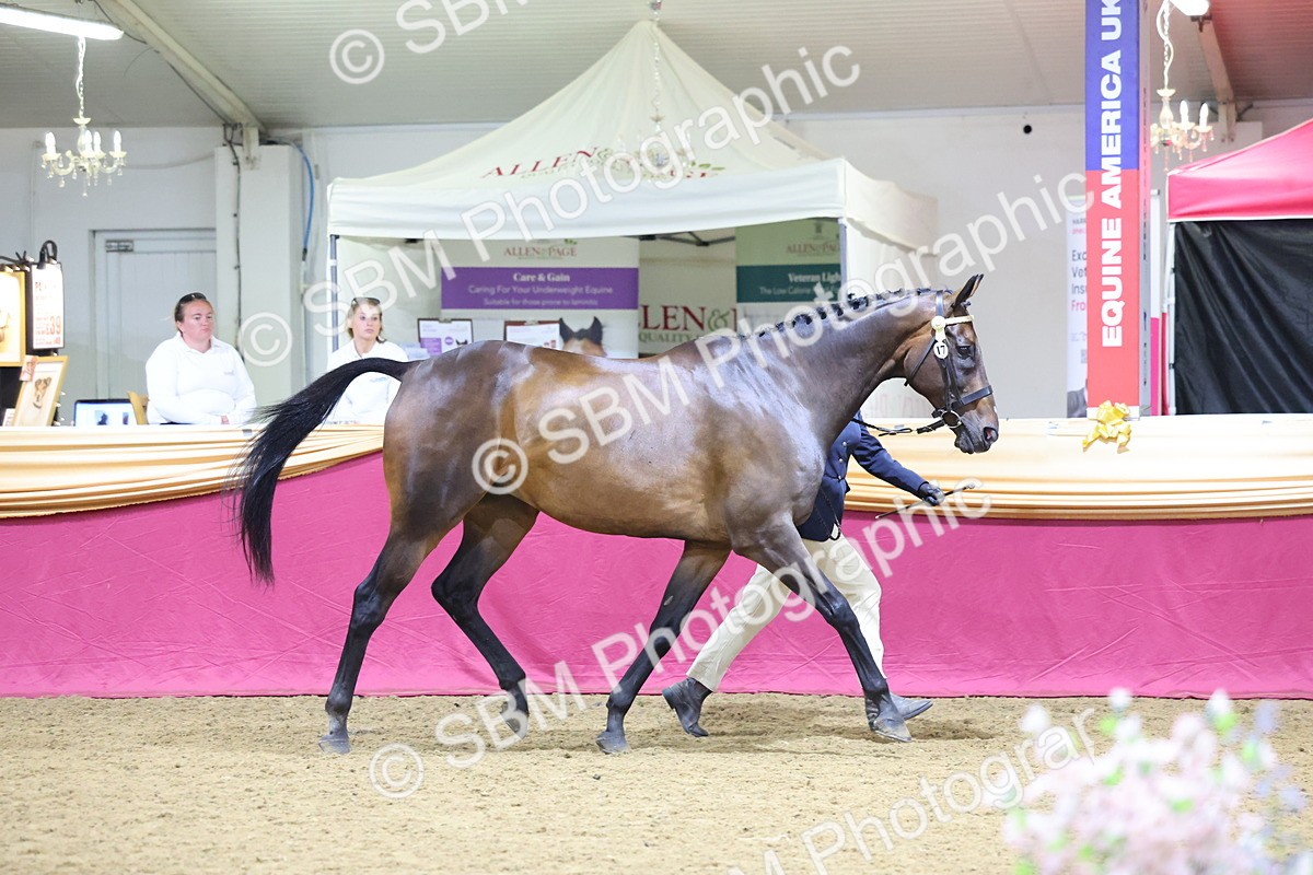 SBM_18808 - Class E IH Horse Champ