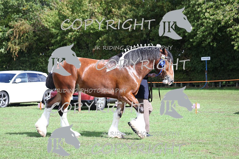 APP_3356 - Class 5 In Hand Championship