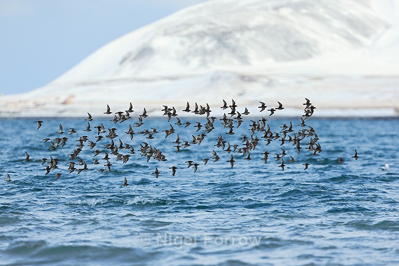Large flock of Purple Sandpipers, Grundarfjörður, Iceland - Purple Sandpiper