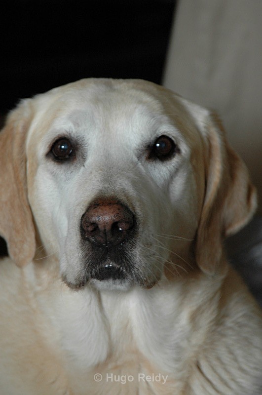  - Canine Friends
