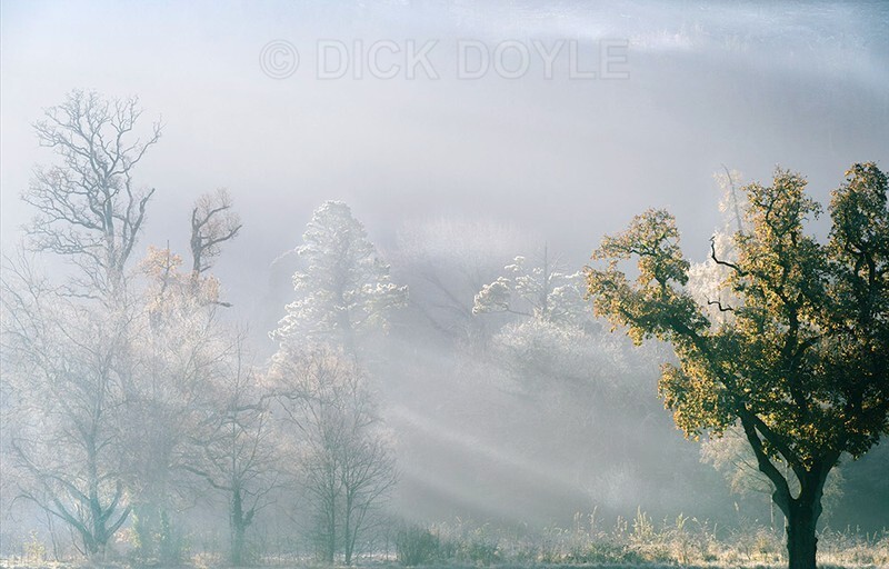 frost in the rising sun
