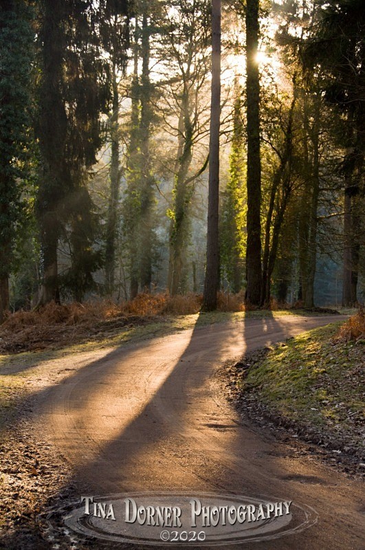 Morning Shadows on the Track by Tina Dorner Photography, Forest of Dean and Wye Valley, Gloucestershire