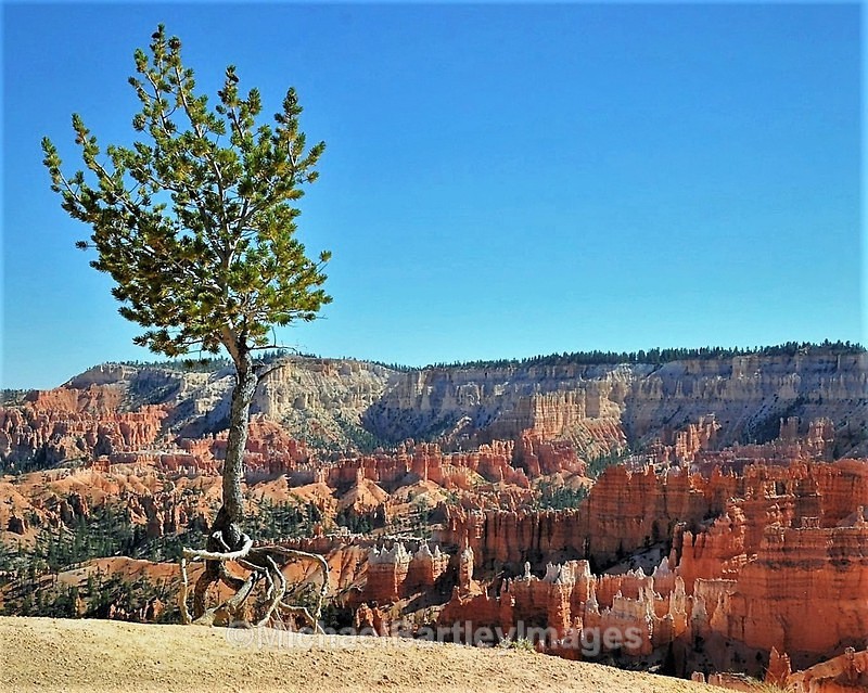 Dancing Tree - Cool Shots