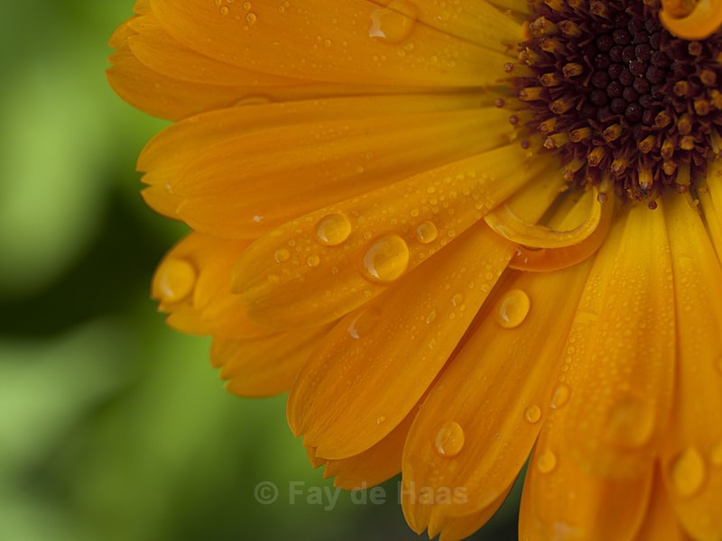  - Nature's Wonders