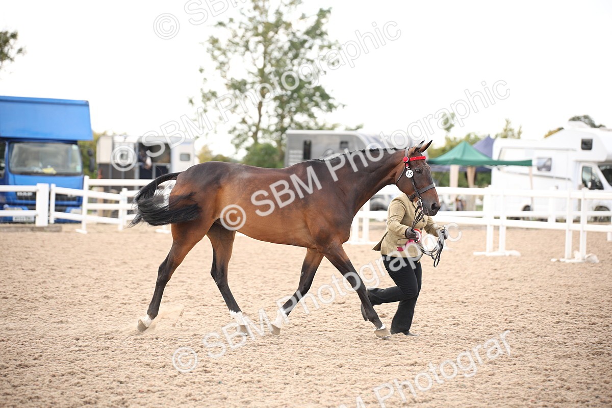 SBM_08268 - Class 27 - IH Competition Horse-Pony