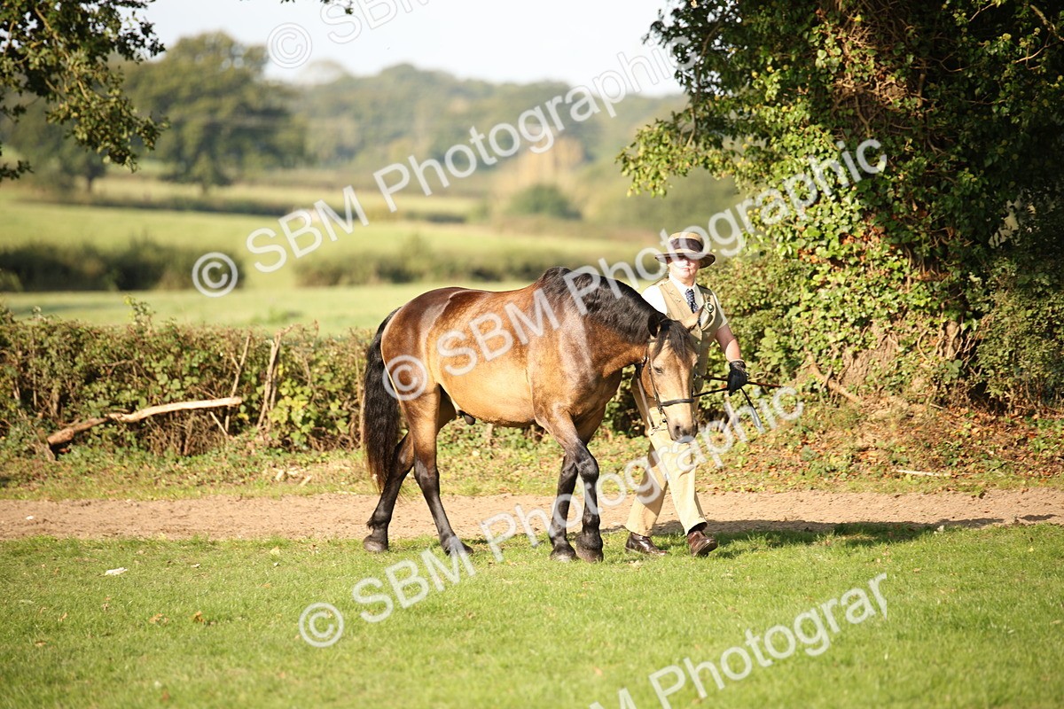 SBM_59328 - S52 - Other Coloured Horse In Hand
