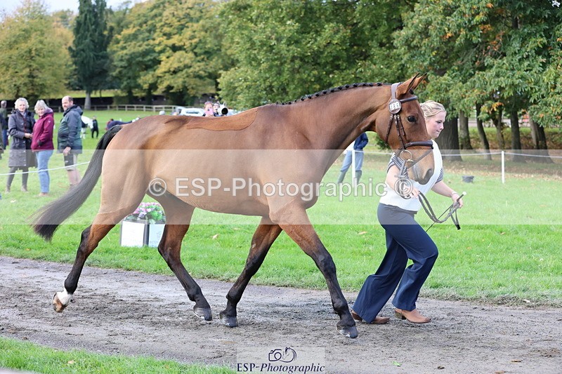 251026A-102638-22992 - E-386-Zara.Head