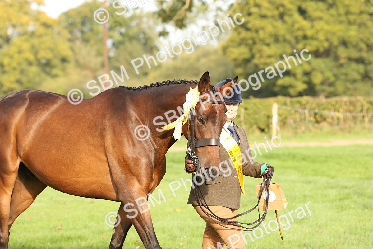 SBM_55023 - S52 - Riding Horse & Hack & thoroughbred In Hand