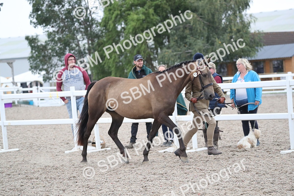 SBM_18379 - Class 318 IH Part bred Horse/Pony