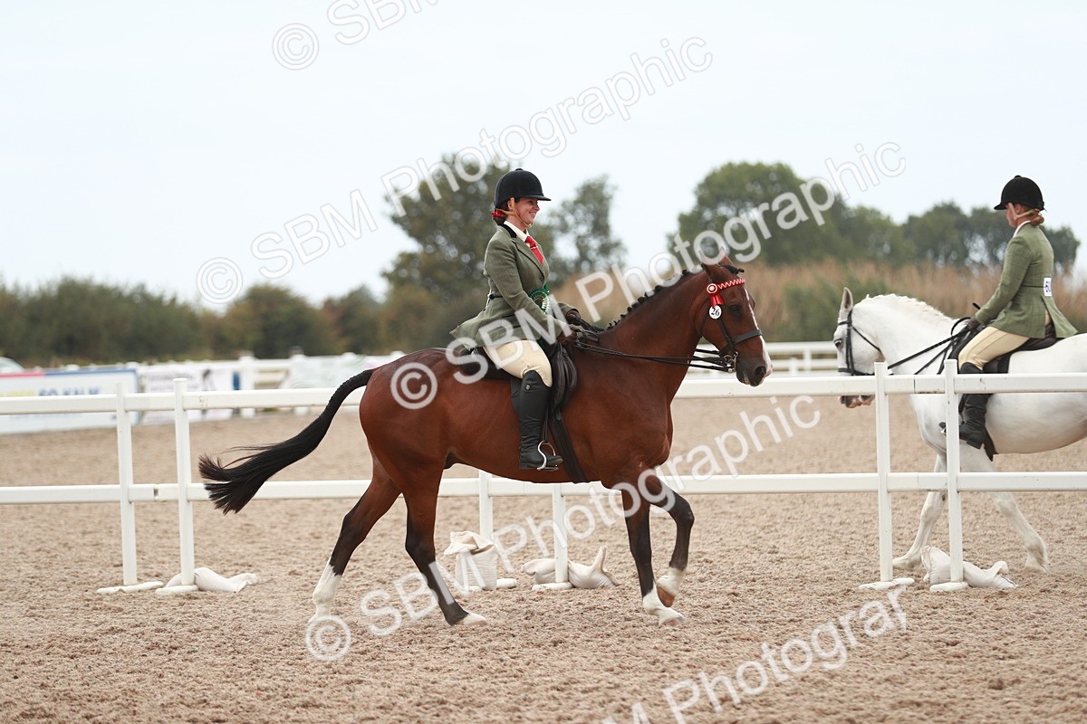 SBM_17653 - Class 215 Ridden Hack/ Riding Horse