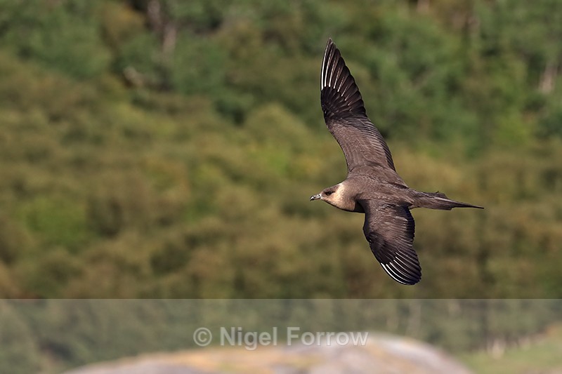 Arctic Skua in level flight, Norway - Arctic Skua