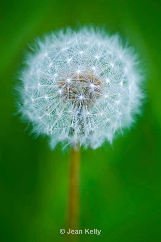 Dandelion - 4824 - White
