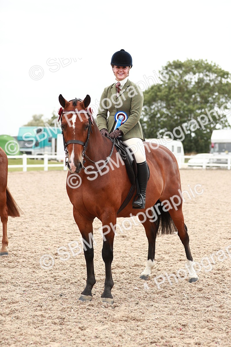 SBM_17633 - Class 215 Ridden Hack/ Riding Horse