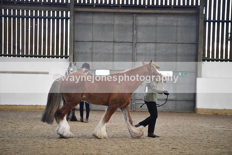 WJ5_5379 - Class 8 In hand cob