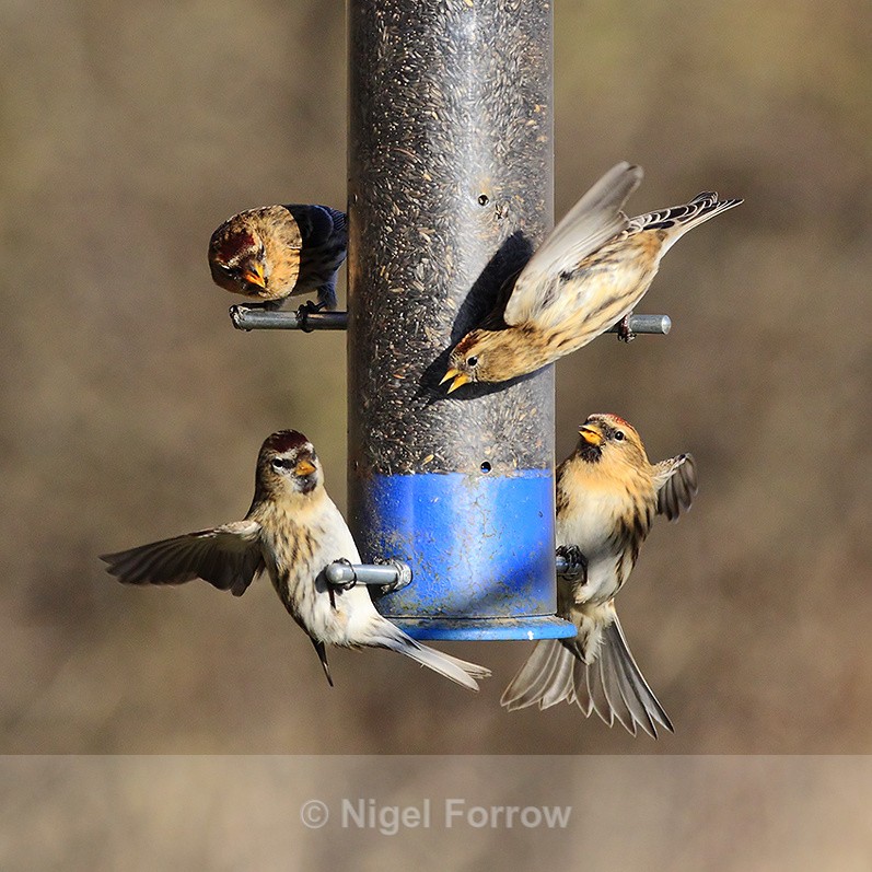 Four Lesser Redpolls squabbling over the niger seed feeder at Otmoor - Lesser Redpoll