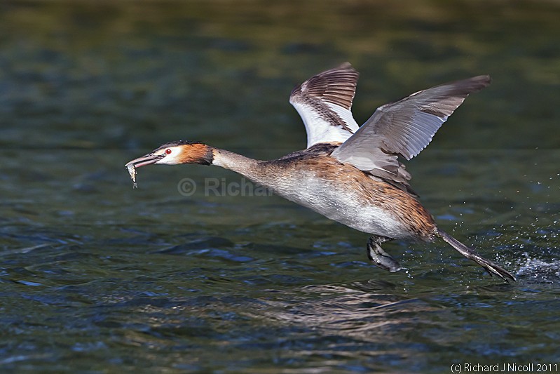 Great Crested Grebe (Podiceps cristatus) with prey - Great Crested Grebe (Podiceps cristatus)