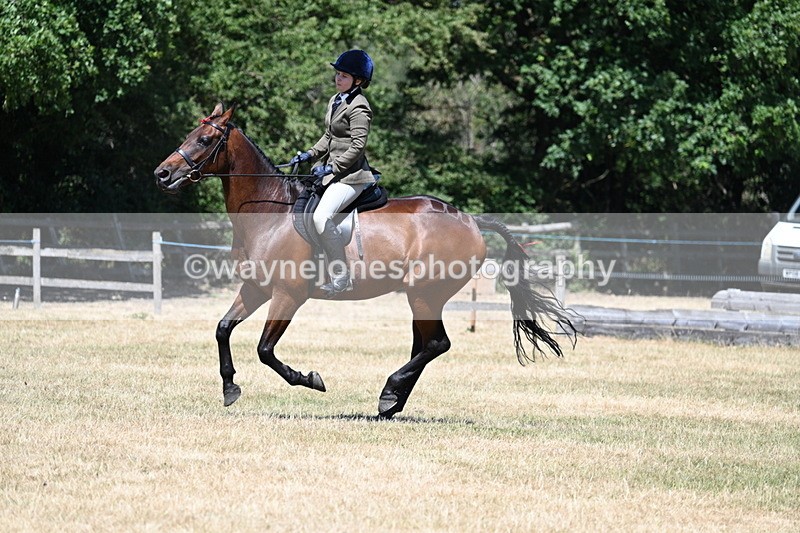 WJ7_3113 - Class 7 Riding Club Show Horse
