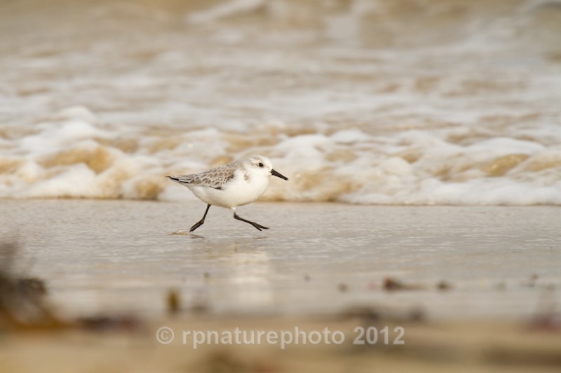 Sanderling - Calidris alba RPNP0675 - Birds