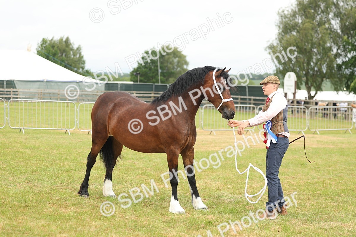 SBM_04993 - Class 50-57 - M&M Welsh Pony In Hand