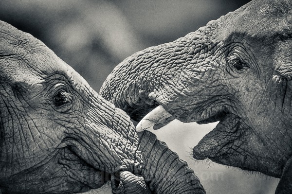 Kenya, Elephant