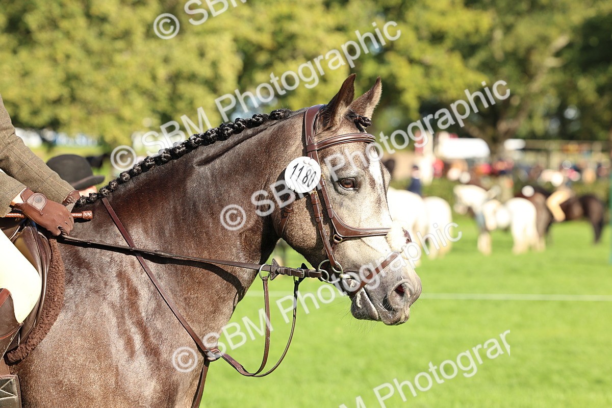 SBM_50103 - S34 - Novice & Newcomers Working Hunter